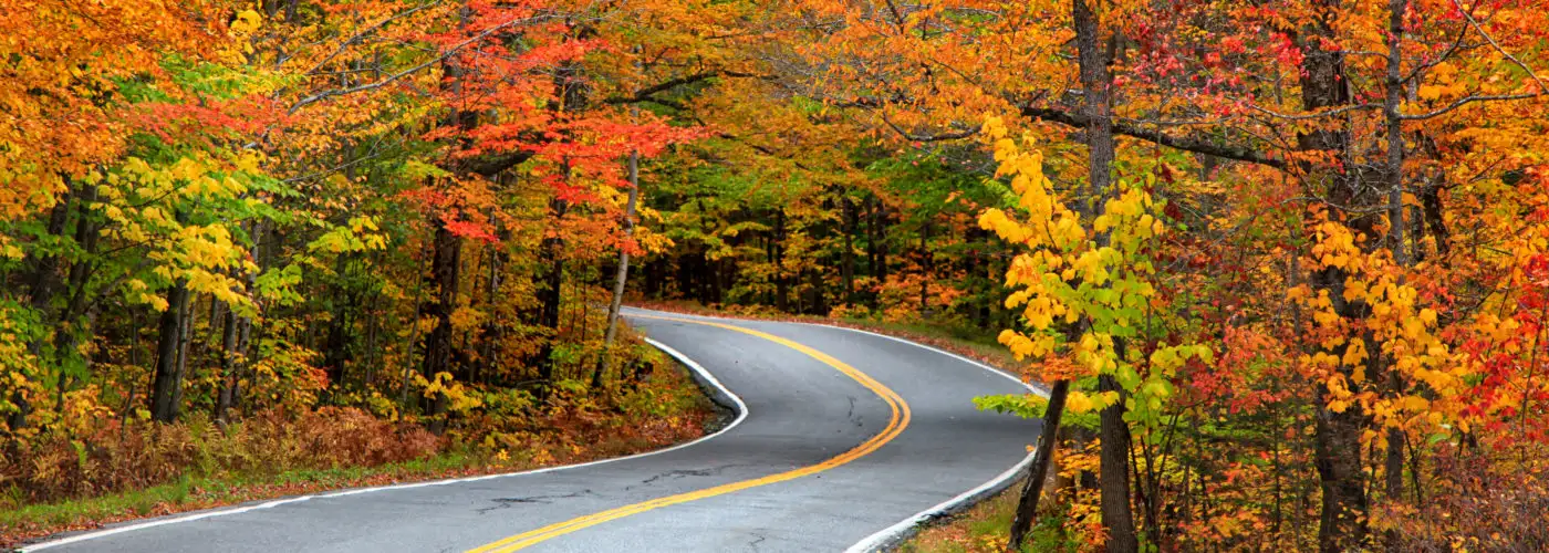Empty road leading into an autumn woods