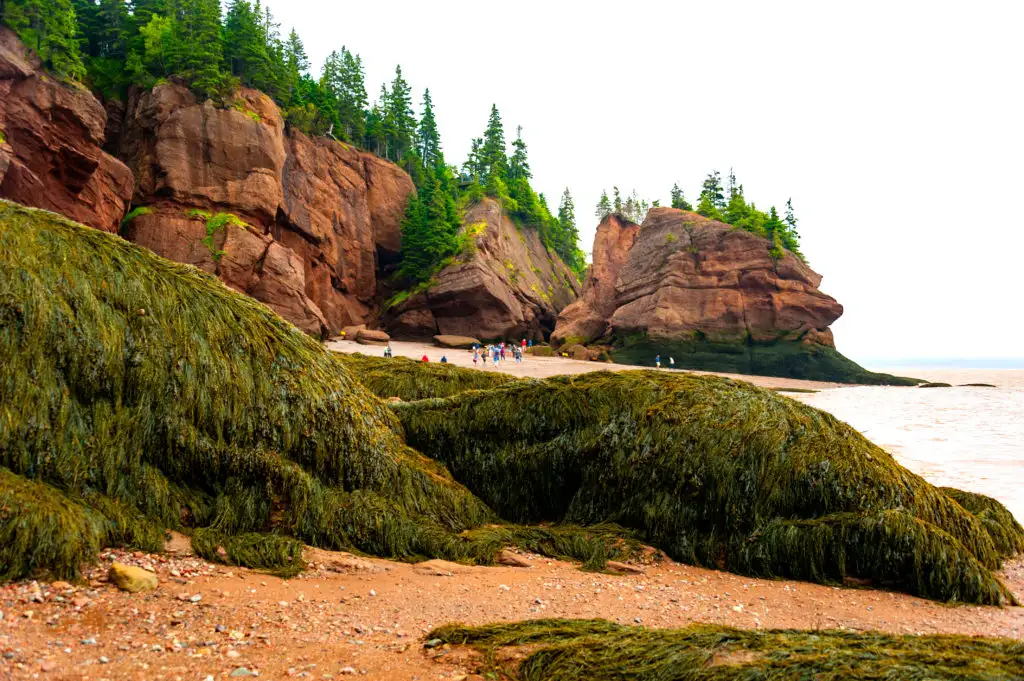 Fundy National Park , New Brunswick, Canada