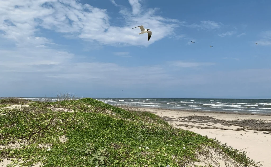 Mustang Island