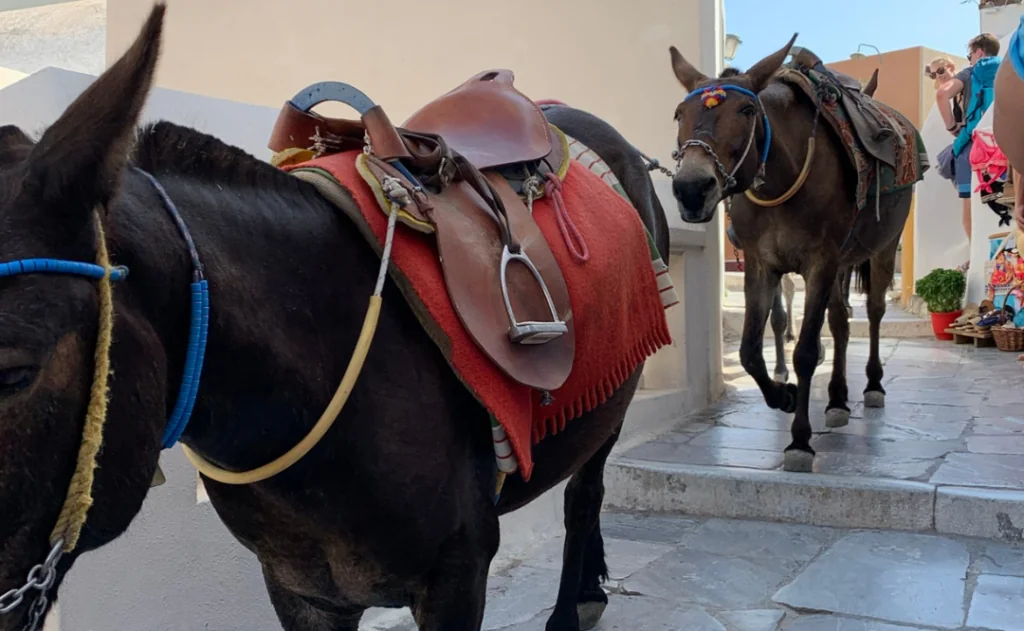 Donkeys for hire A controversial choice that animal welfare advocates advise against.